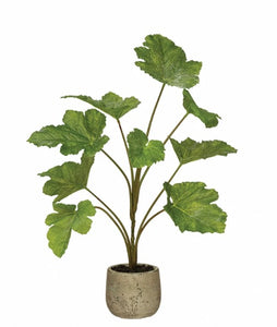 Plant in Cement Pot